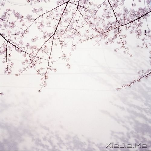 晚安心语:逝去的东西,最好不见,最好不念 (7)